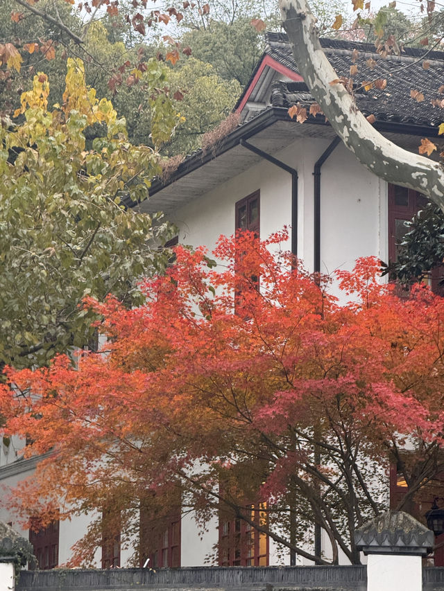 Hangzhou in December still gives autumn scenery!