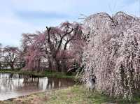 Chill Blossoms and Temple 