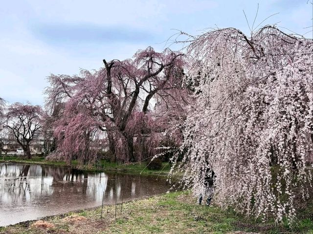 Chill Blossoms and Temple 