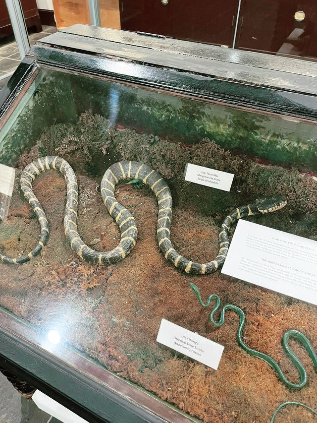 Discover Borneo’s Wildlife at the Kuching Natural History Museum 