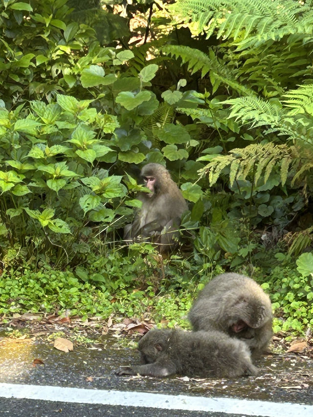 屋久島世界遺産トレッキング