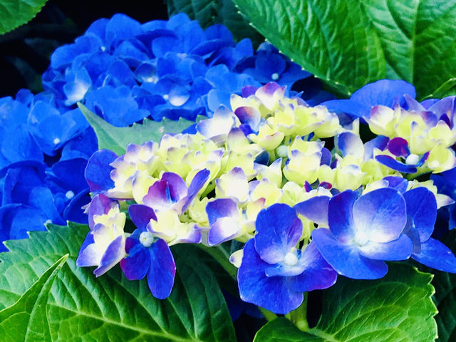 台北｜陽明山繡球花季起跑 一個月花期限定絕美花海