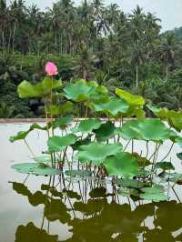 🌞 Pure Joy in the Jungle – Fun & Bliss at Four Seasons Ubud