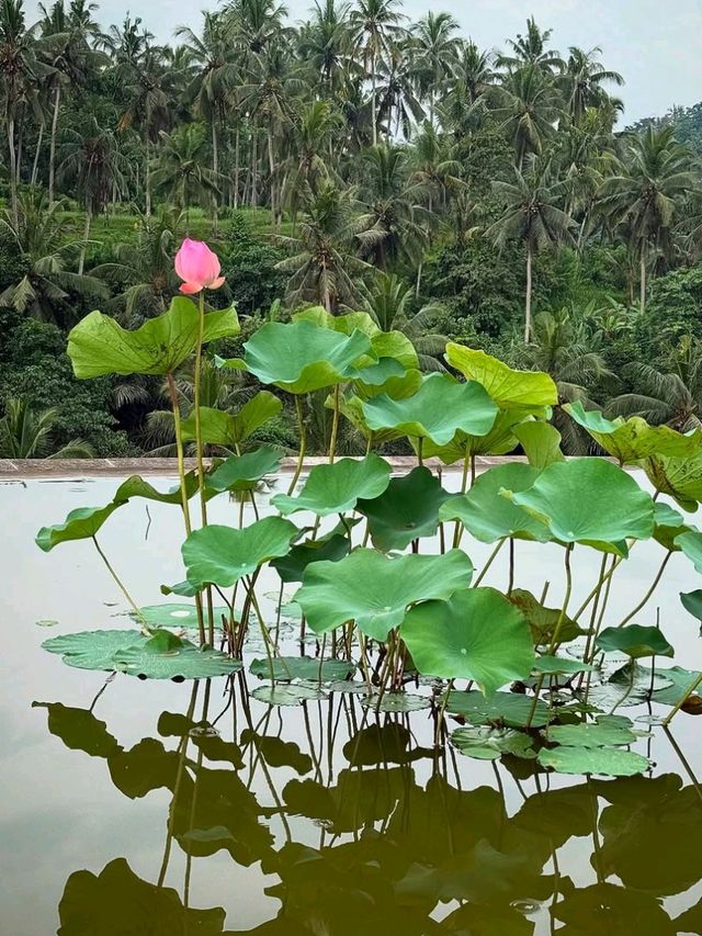 🌞 Pure Joy in the Jungle – Fun & Bliss at Four Seasons Ubud