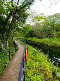 ECOLAND IN JEJU ISLAND.