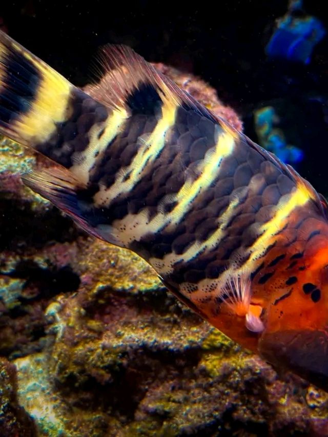 Journey into the Blue: Okinawa Churaumi Aquarium’s Ocean Wonders