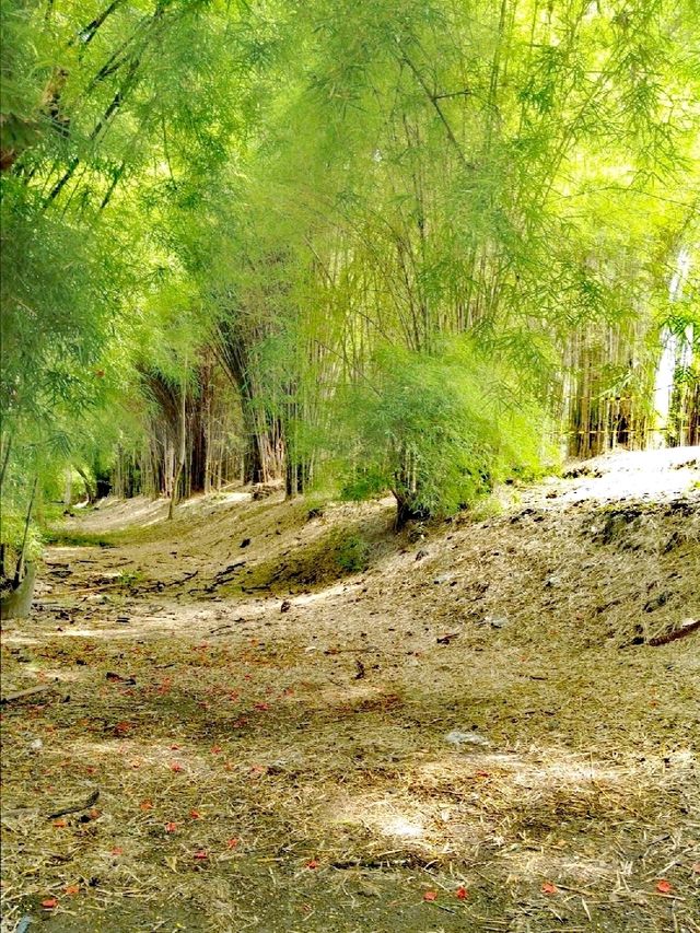 泗水白度竹林
