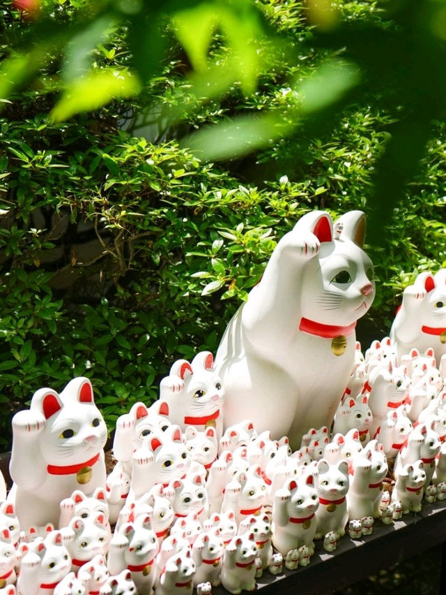東京之旅·豪德寺⛩️🎏🐱