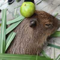 ~歡樂端午節~ 清遠寶龍野生動物園
