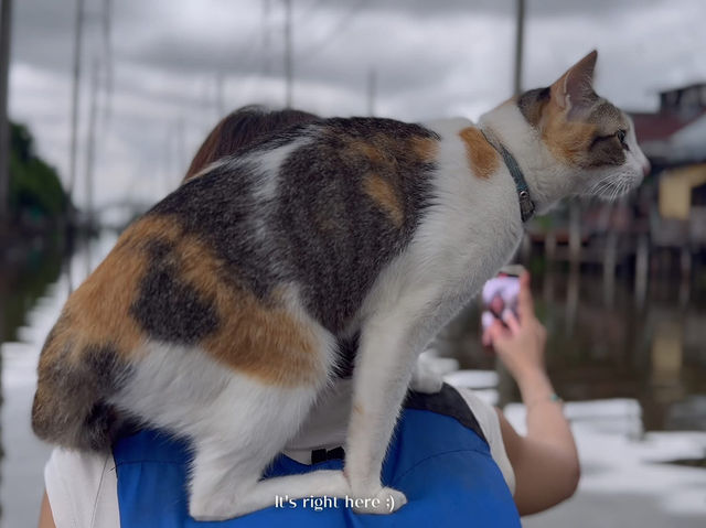😻🐾พายเรือกับแมว พักผ่อนริมคลอง ใช้ชีวิตช้าๆ