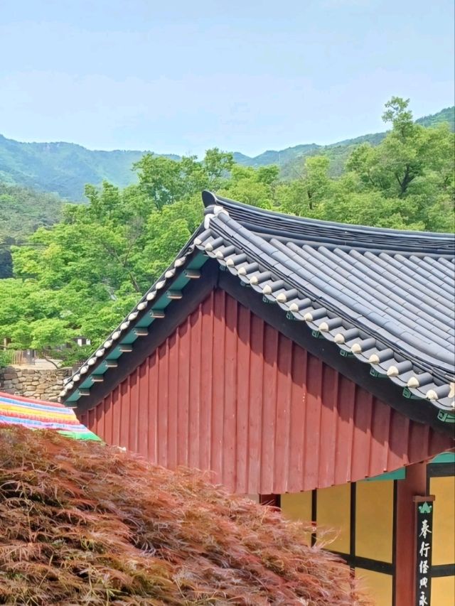 자연과 전통이 어우러진 동화사 여행