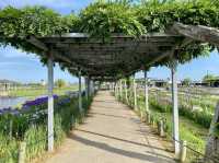 The Suigo Sawara Ayame Park