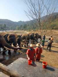 心も体も癒される、チェンマイの旅🌿🐘✨