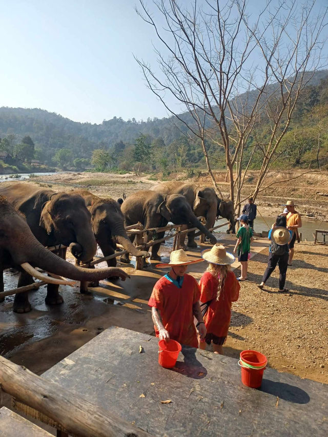 心も体も癒される、チェンマイの旅🌿🐘✨