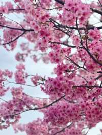 Unexpected Cherry Blossoms Moment
