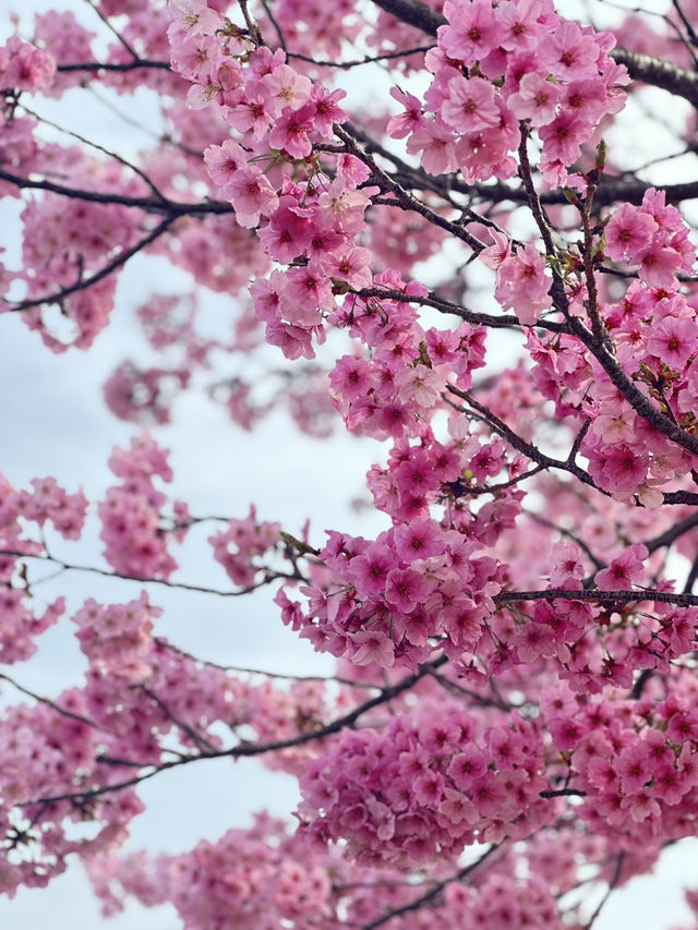 Unexpected Cherry Blossoms Moment