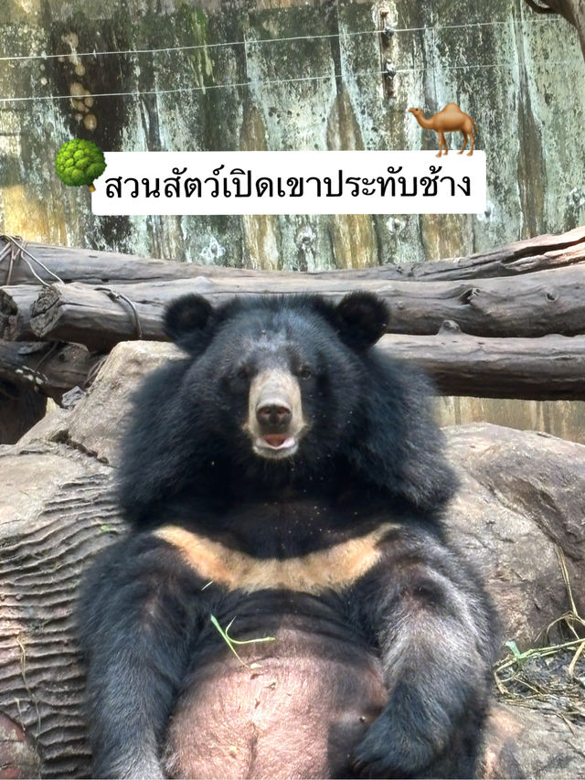 🌳✨สวนสัตว์เปิดเขาประทับช้าง🐪📌