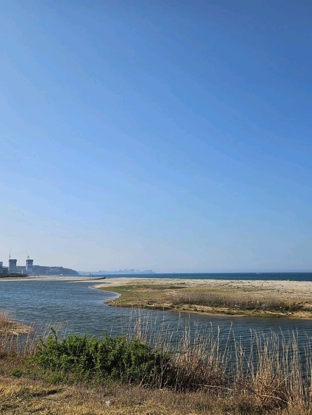 양양 봄날 유채꽃 산책길 추천🌼