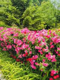 A Blooming Surprise in Incheon: A Review of Sunrise (Haedoji) Park 