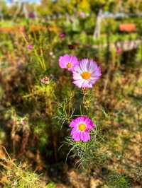 Busan Citizens Park: A Green Oasis in the Heart of the City