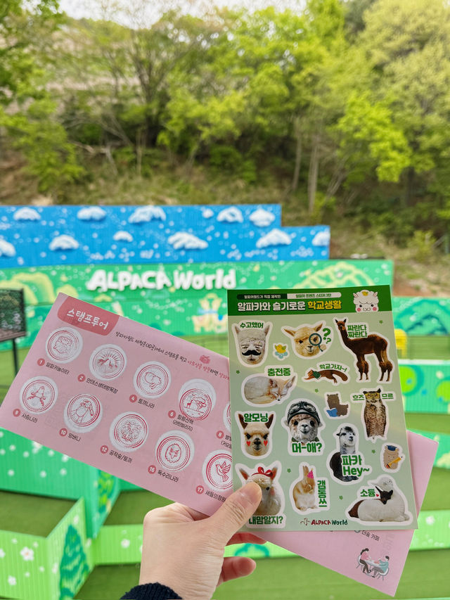 🦙 숲속에서 알파카와 눈맞춤 