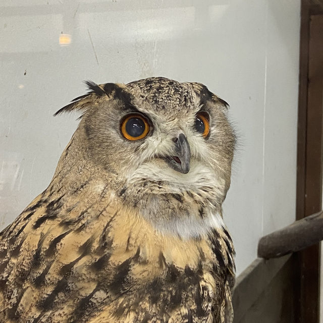 【花鳥園】鳥好き必見！掛川にある鳥天国🦜🦆🦉