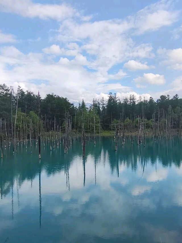 Junee Green Hokkaido 