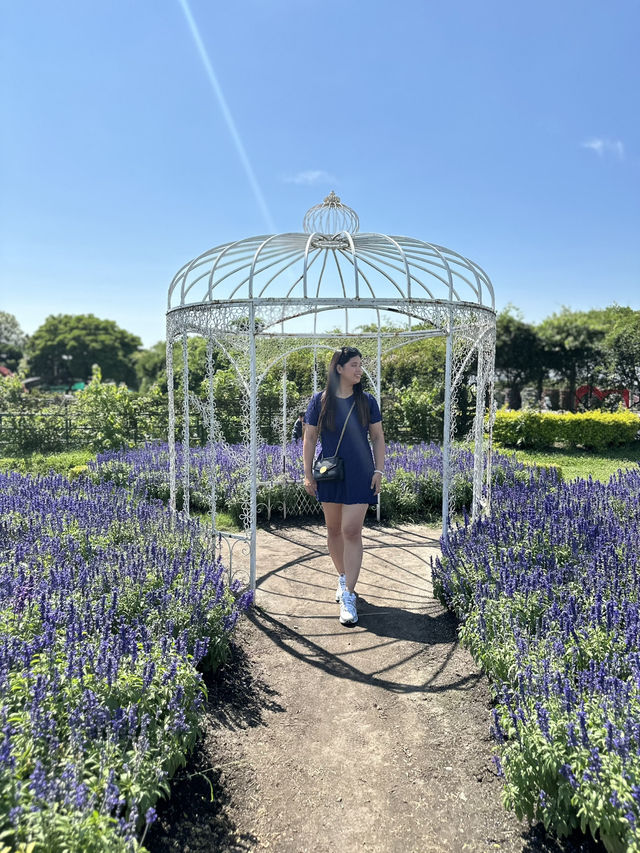 Gaze at seas of flowers 🌺 