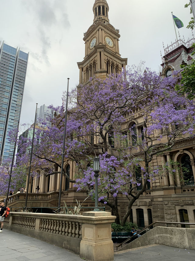 호주 가볼만한 곳 추천 🇦🇺❤️🐨
