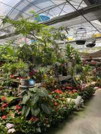 ｜台灣｜台中北屯芊香園藝-綠植生活