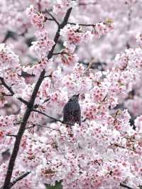 🌸東京櫻花季｜5大絕美賞櫻地全攻略 