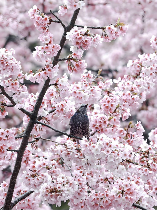 🌸東京櫻花季｜5大絕美賞櫻地全攻略 