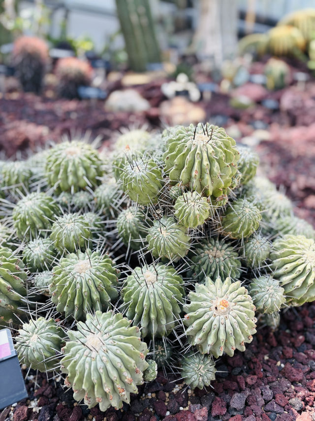 神代植物公園🇯🇵の大温室でサボテン鑑賞🌵⟡.·