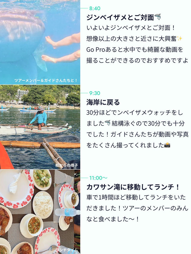 【こんなに近くに？👀】セブ島の大迫力ツアー🦈✨