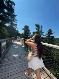 🌲Black Forest Tree Top Walk 🇩🇪