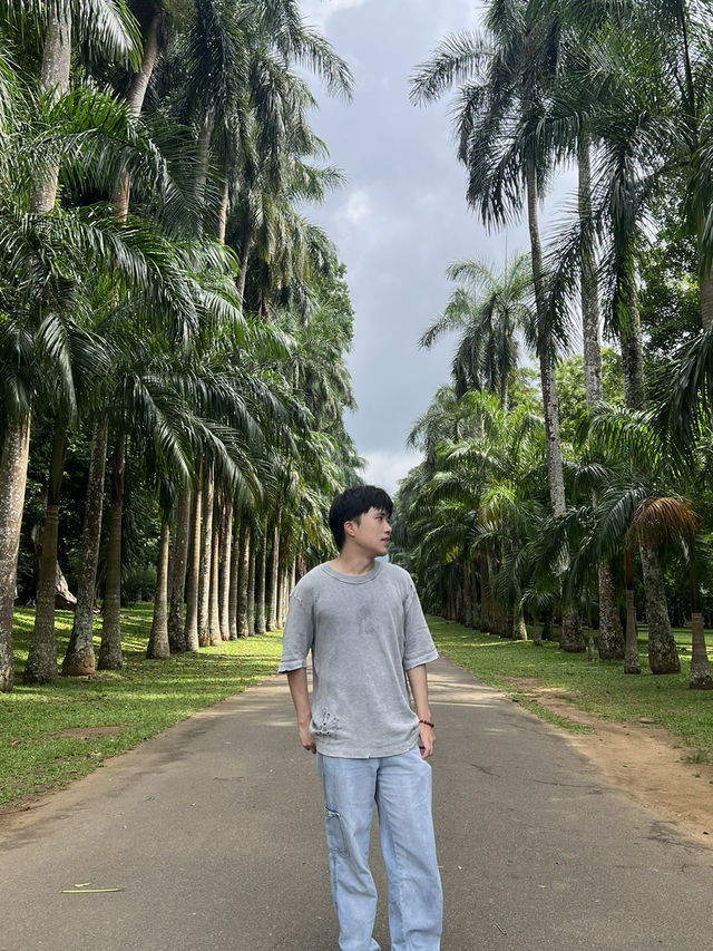 🌴斯里蘭卡最出片棕櫚大道｜本地人還搶著跟同行小姐姐拍照！