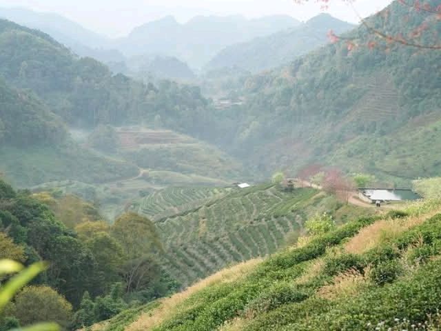 ไร่ชา2000สวยมาก