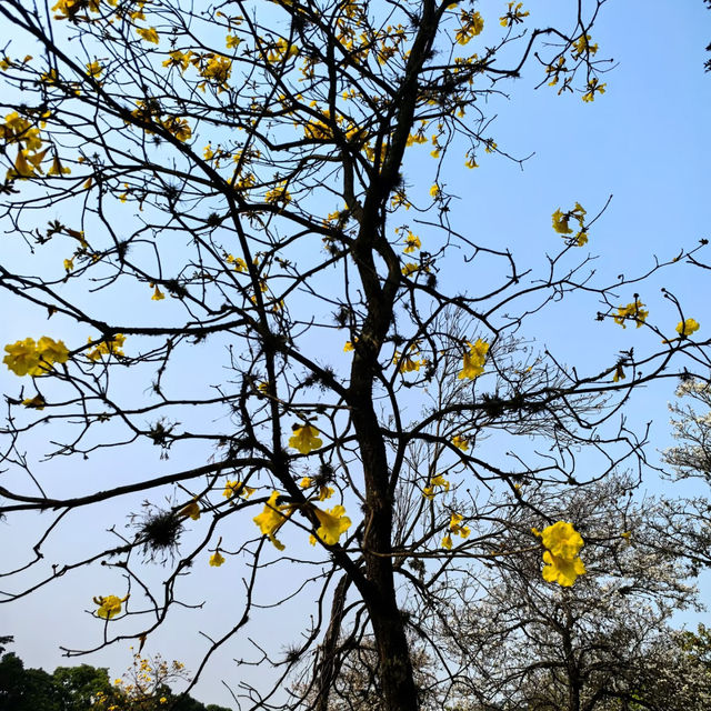 🎡歐德公園🎡歡樂天地 🌳