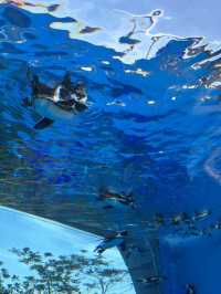 [이케부쿠로 선샤인 수족관] 여름 더위 피해서 피서 아쿠아리움🐠