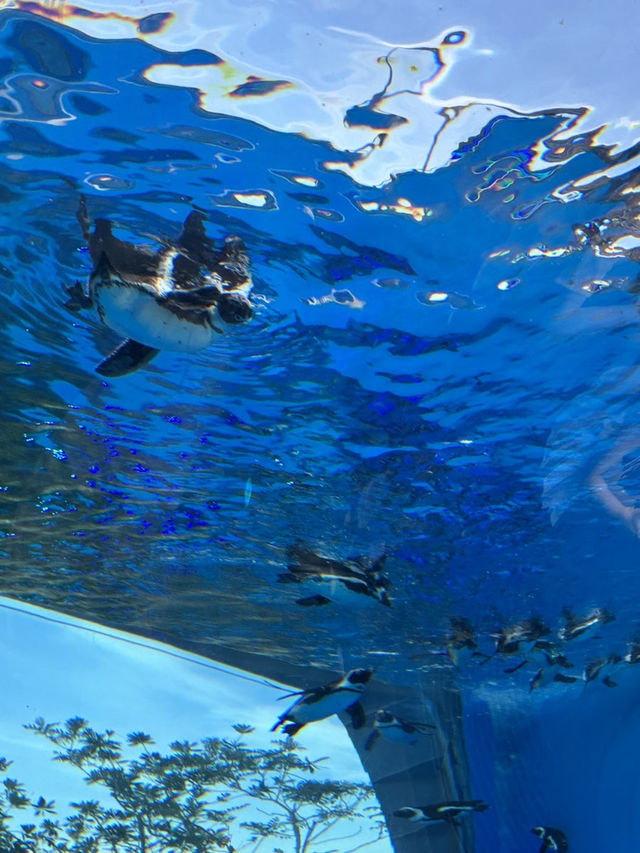 [이케부쿠로 선샤인 수족관] 여름 더위 피해서 피서 아쿠아리움🐠