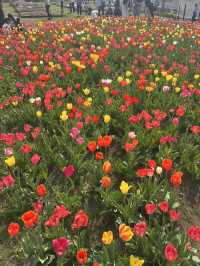 Awesome flower bazaar at rural Japan! 