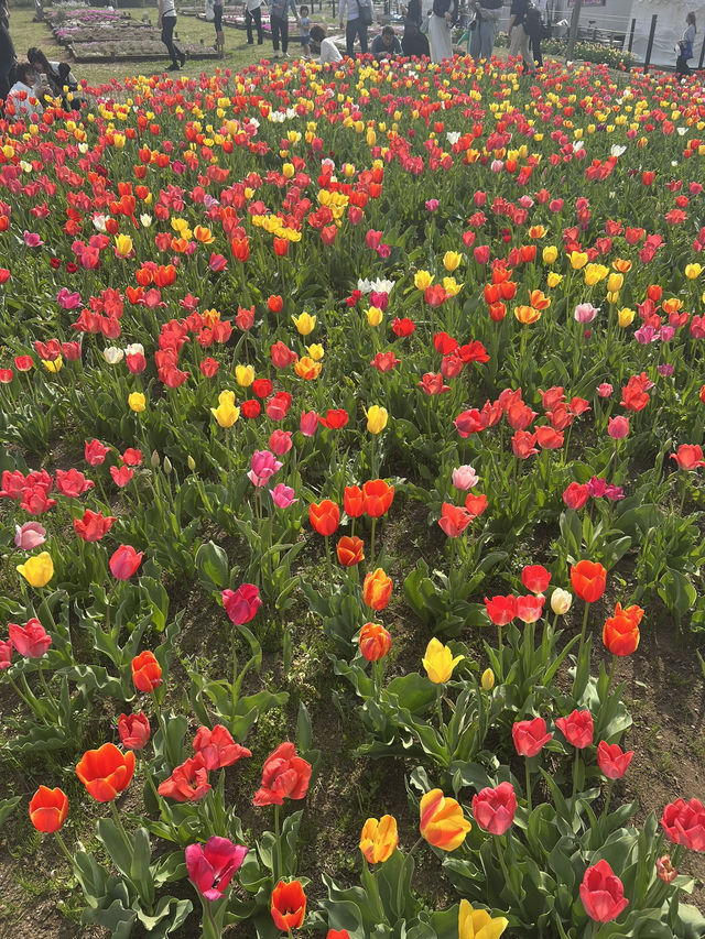 Awesome flower bazaar at rural Japan! 