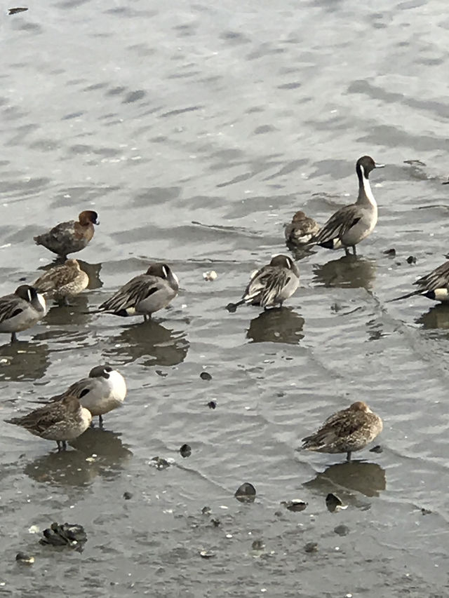 【千葉　習志野　谷津干潟公園と谷津バラ園】 