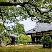 京都 | 青蓮院門跡，東山區優美的賞楓秘境