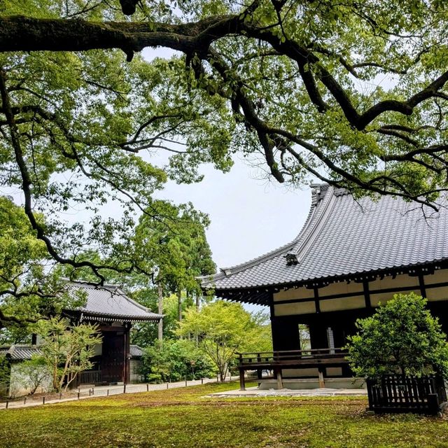 京都 | 青蓮院門跡，東山區優美的賞楓秘境