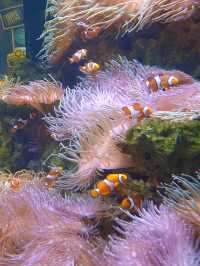 พาชม SEA LIFE Kelly Tarlton’s Aquarium, NZ🇳🇿