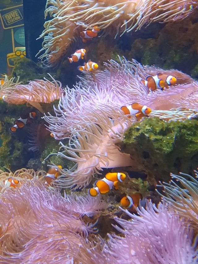 พาชม SEA LIFE Kelly Tarlton’s Aquarium, NZ🇳🇿