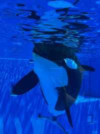 神戸市立須磨海浜水族園 Kobe Suma Seaworld