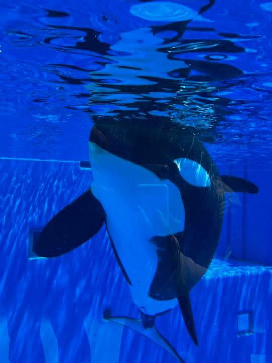 神戸市立須磨海浜水族園 Kobe Suma Seaworld