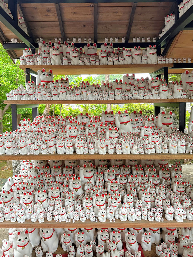 招財貓神社 豪德寺⛩️
